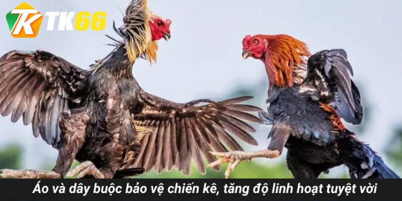 Áo và dây buộc bảo vệ chiến kê, tăng độ linh hoạt tuyệt vời