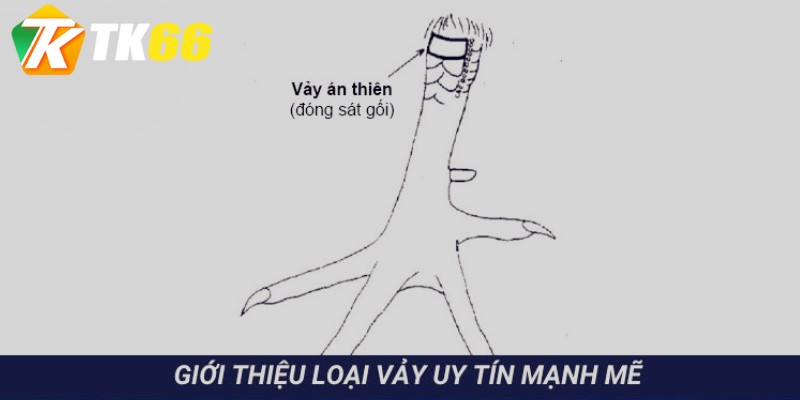 Cách chọn vảy gà uy tín, mạnh mẽ mang lại nhiều giá trị bổ ích