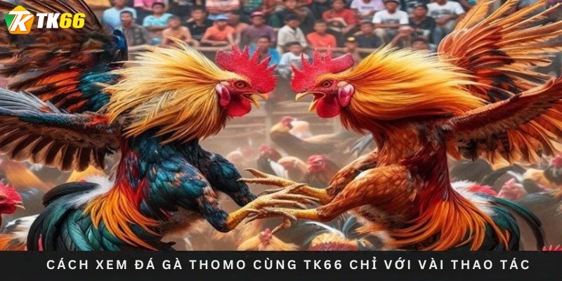 Cách xem đá gà Thomo cùng TK66 chỉ với vài thao tác