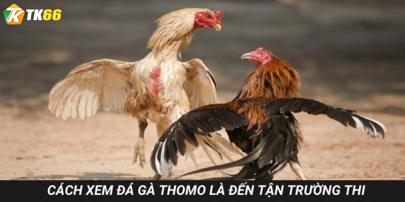 Cách xem đá gà Thomo là đến tận trường thi