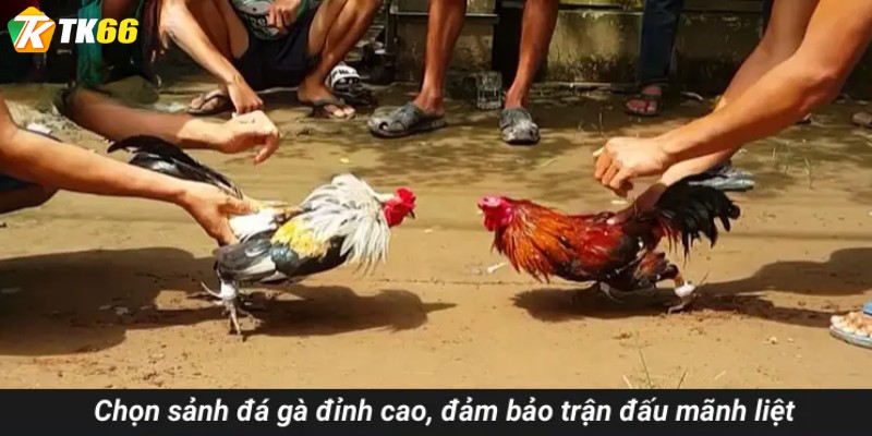 Chọn sảnh đá gà đỉnh cao, đảm bảo trận đấu mãnh liệt