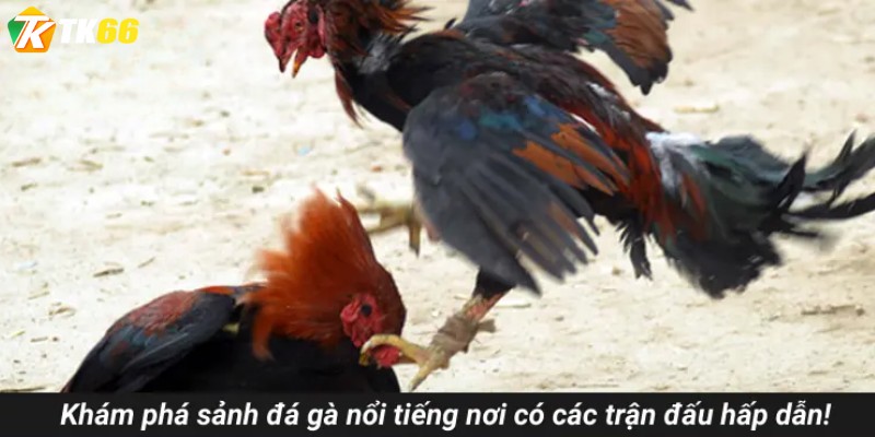 Khám phá sảnh đá gà nổi tiếng nơi có các trận đấu hấp dẫn!