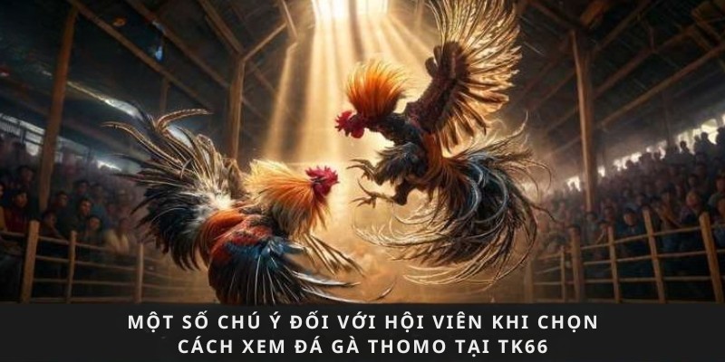 Một số chú ý đối khi chọn cách xem đá gà Thomo tại TK66