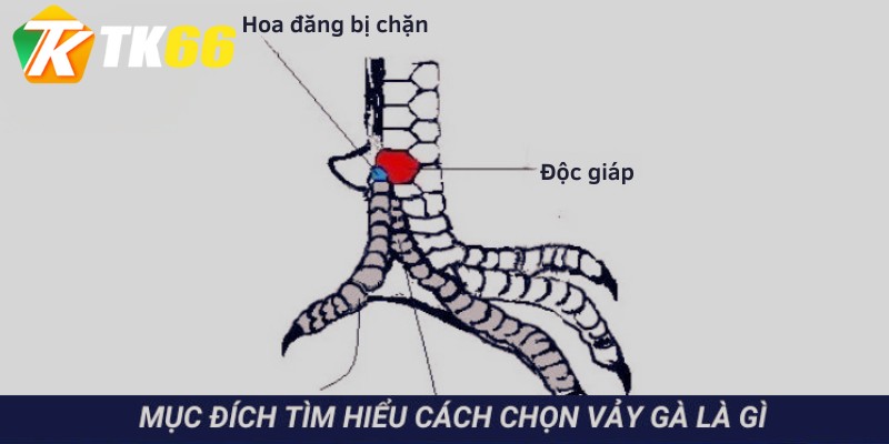 Những lý do người dùng nên tham khảo bí kíp cách chọn vảy gà