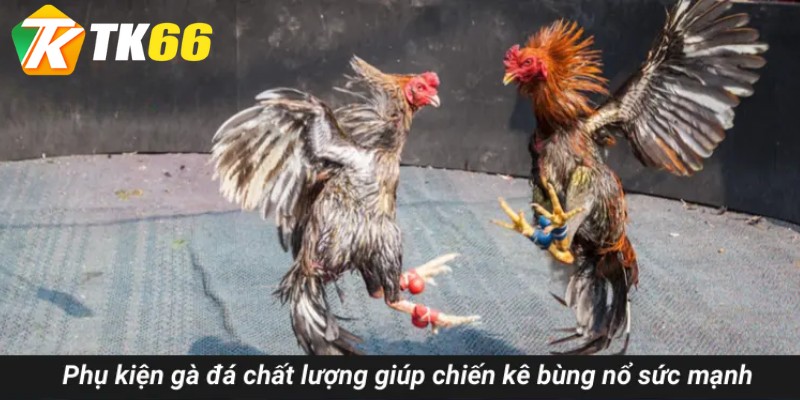 Phụ kiện gà đá chất lượng giúp chiến kê bùng nổ sức mạnh