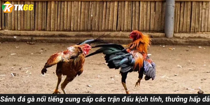 Sảnh đá gà nổi tiếng tổ chức các trận đấu nghẹt thở hấp dẫn