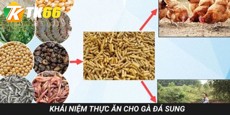 Tìm hiểu khái niệm về thức ăn phát triển gà chọi là gì
