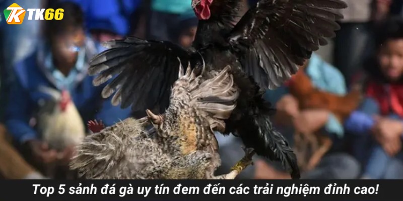 Top 5 sảnh đá gà uy tín đem đến các trải nghiệm đỉnh cao!