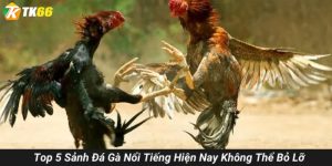 sảnh đá gà