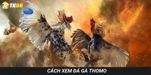 xem đá gà thomo