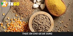 thức ăn cho gà đã sung