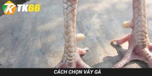 cách chọn vảy gà