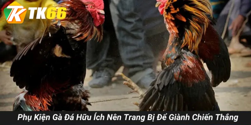 phụ kiện gà đá